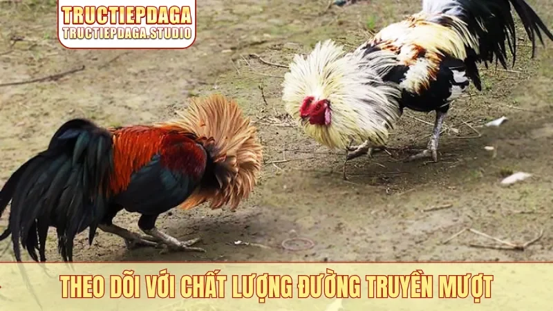 Theo dõi với chất lượng đường truyền mượt