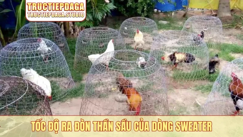 Tốc độ ra đòn thần sầu của dòng Sweater