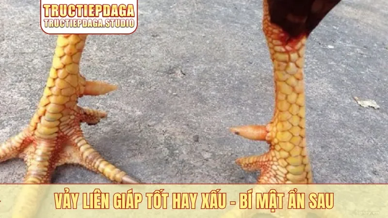 vảy Liên Giáp tốt hay xấu